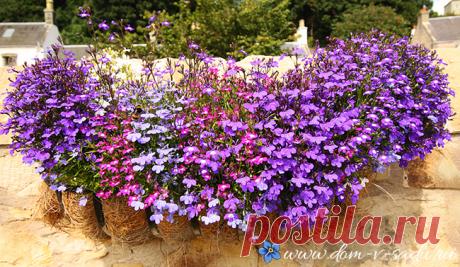 Тонкости выращивания