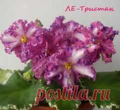 агротехника сенполий - magazin-fialoks Jimdo-Page!