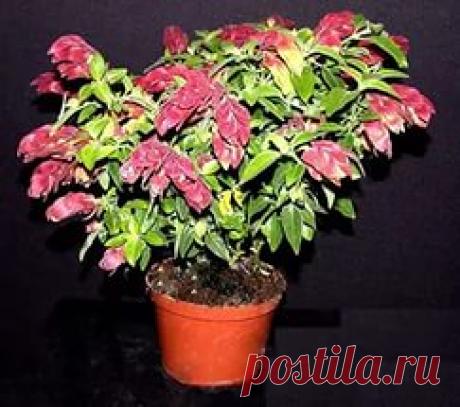 якобиния виды с фото: 19 тыс изображений найдено в Яндекс.Картинках