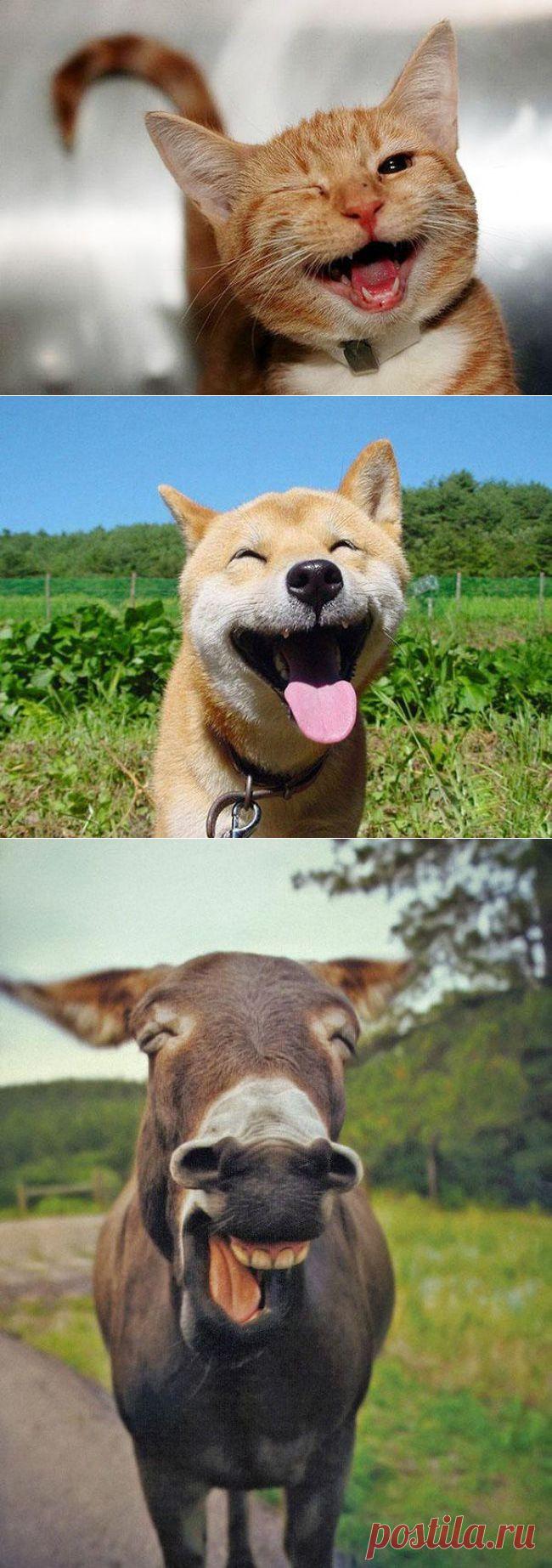 Улучшатели настроения животного мира | Уши, лапы, хвост