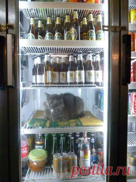 0,5 Котейского пожалуйста