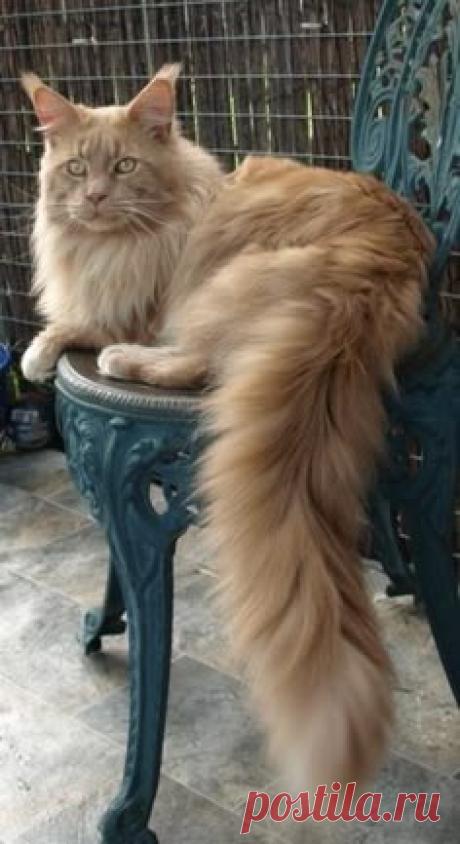 Selkirk Cat