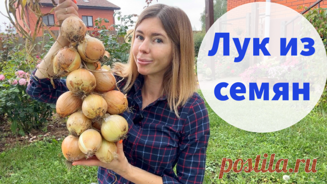 Севок больше не покупаю. Крупный лук из семян за один сезон | Волшебная грядка | Дзен