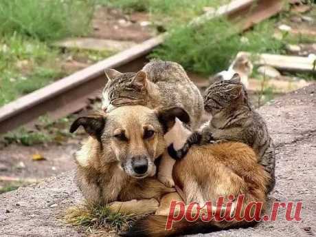 Так выглядит доброта