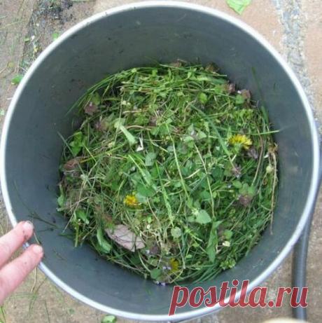Быстрое удобрение для огорода | Блог садовода | Яндекс Дзен