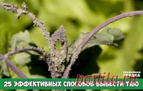 25 эффективных способов вывести тлю

1. Водкой. Для обработки пойдет самая дешевая. Все, что нужно, так это налить ее в пульверизатор и опрыснуть растения.
2. Кока-колой. Использовать так же, как и водку.
3. Хозяйственным мылом: 200 г растворить в 10 л воды.
4. Нашатырем: 1 ст. ложку развести в 10 л воды.
5. Кальцинированной содой: 1 ст. ложку растворить в 1 л воды. Добавить 40 г хозяйственного мыла.
6. Золой: 200–300 г залить 5 л крутого кипятка, остудить, процедить, доба...