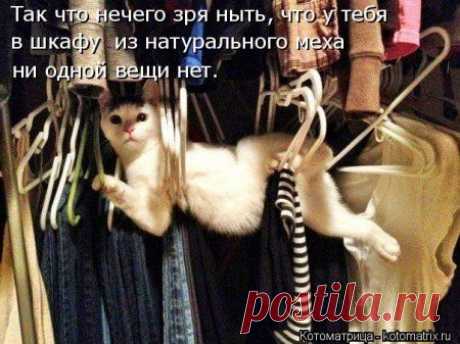 Свежие котоматрицы