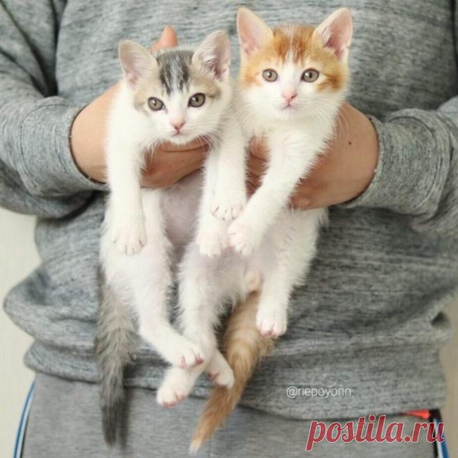 Эти милые сиротки сами выбрали себе папу-кота…