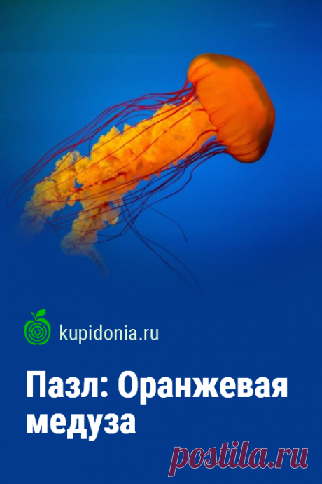 Пазл: Оранжевая медуза. Красивый пазл онлайн с оранжевой медузой, плывущей в море из серии «Обитатели морей». Собери пазл на сайте!