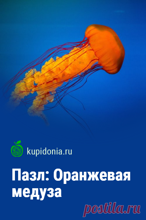 Пазл: Оранжевая медуза. Красивый пазл онлайн с оранжевой медузой, плывущей в море из серии «Обитатели морей». Собери пазл на сайте!