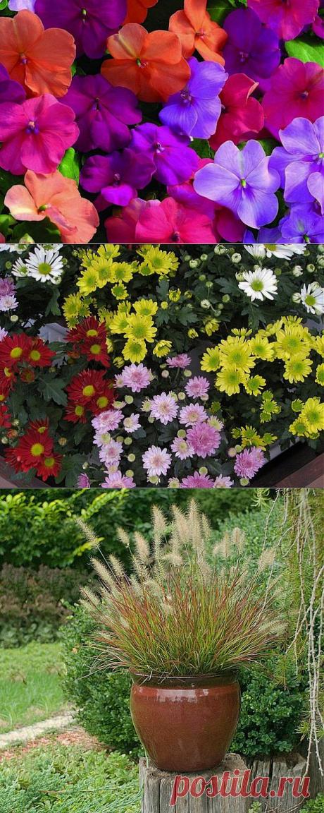 Топ - 10 растений для подвесных горшков..