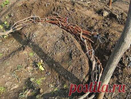 КАК ПРАВИЛЬНО ОБРЕЗАТЬ И УКРЫВАТЬ ВИНОГРАД НА ЗИМУ
Сохраните, чтобы не потерять!
Если на протяжении пяти и больше дней на улице держится температура на уровне -18 градусов Цельсия, это приводит к гибели 70% виноградных глазков. Когда температура снижается до уровня -20 градусов Цельсия, гибнут все глазки, а также однолетние лозы и даже многолетняя древесина. Что уж говорить, если корневище виноградных кустов еще более чувствительно к холоду. Отдельные его элементы будут повреждены даже при незн