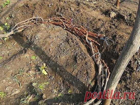 КАК ПРАВИЛЬНО ОБРЕЗАТЬ И УКРЫВАТЬ ВИНОГРАД НА ЗИМУ
Сохраните, чтобы не потерять!
Если на протяжении пяти и больше дней на улице держится температура на уровне -18 градусов Цельсия, это приводит к гибели 70% виноградных глазков. Когда температура снижается до уровня -20 градусов Цельсия, гибнут все глазки, а также однолетние лозы и даже многолетняя древесина. Что уж говорить, если корневище виноградных кустов еще более чувствительно к холоду. Отдельные его элементы будут повреждены даже при незн