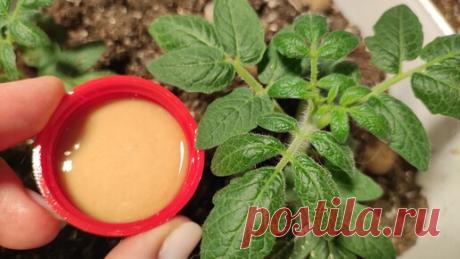 Садово - Цветочный Елены Николаевой | Теперь сею томаты только так, уже жалею, что раньше так не делала, рассада томатов будет крепкая и здоровая