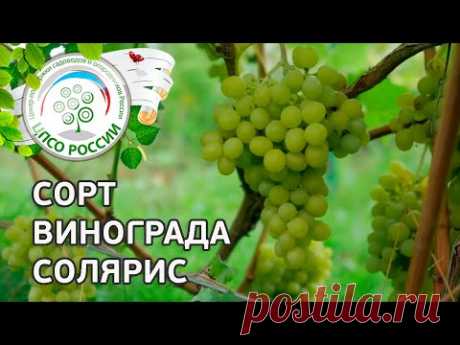 Сорт винограда Солярис. 🍇 Описание сорта винограда Солярис.