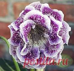 Глоксинии махровые-прекрасное рядом | 4