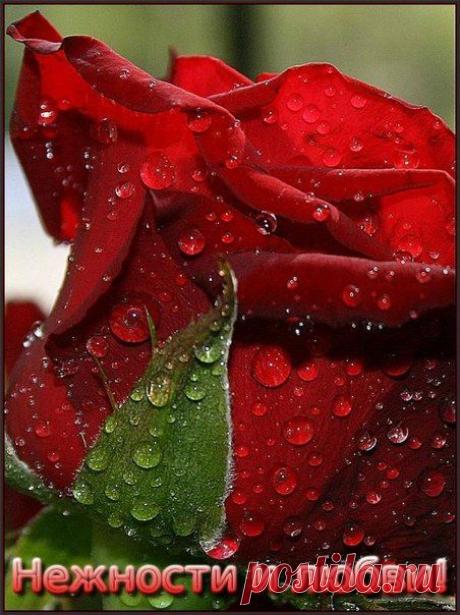 L3x8x0BI0Uw.jpg (452×604)