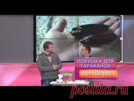 Дешево и сердито  Сюжет про борьбу с тараканами