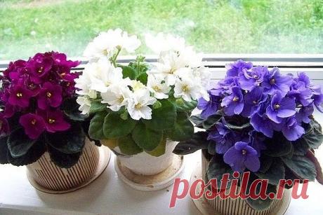 4 ПРАВИЛА, ЧТОБЫ ФИАЛКИ ЦВЕЛИ КРУГЛЫЙ ГОД! | На даче