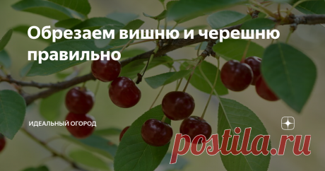 Обрезаем вишню и черешню правильно Без регулярной обрезки ни одно плодовое дерево не даст того урожая, на который способно. Поэтому каждый год я берусь за секатор. Сегодня я хочу рассказать о том, как я обрезаю вишню и черешню. Эти культуры – близкие родственники, поэтому многие приёмы работы с ними схожи. Как я обрезаю вишню У вишни ягоды образуются на однолетних побегах и небольших веточках, которые специалисты называют букетными. Чтобы не испортить урожай, обрезку я нач...