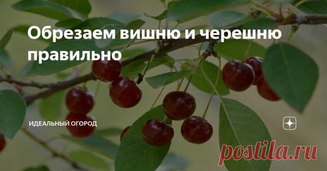 Обрезаем вишню и черешню правильно Без регулярной обрезки ни одно плодовое дерево не даст того урожая, на который способно. Поэтому каждый год я берусь за секатор. Сегодня я хочу рассказать о том, как я обрезаю вишню и черешню. Эти культуры – близкие родственники, поэтому многие приёмы работы с ними схожи. Как я обрезаю вишню У вишни ягоды образуются на однолетних побегах и небольших веточках, которые специалисты называют букетными. Чтобы не испортить урожай, обрезку я нач...