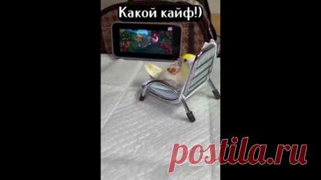 А попугаи тоже кайфуют
