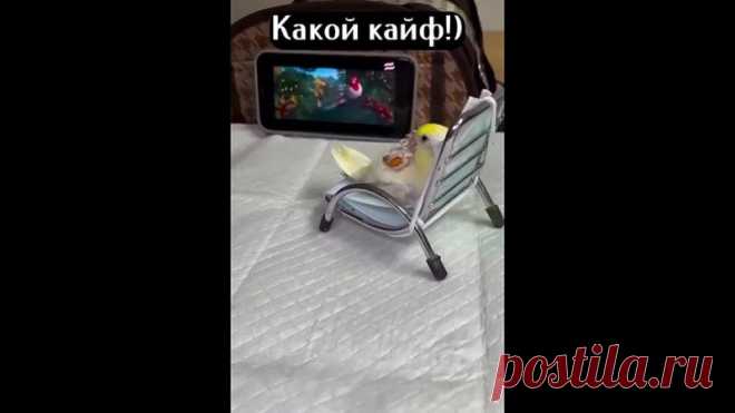 А попугаи тоже кайфуют