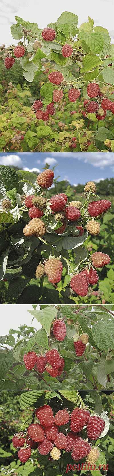 Малина – сладкая полезинка | Советы Народной Мудрости