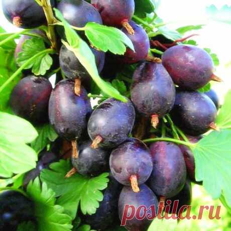 Крыжовник-колючка, упрямец большой