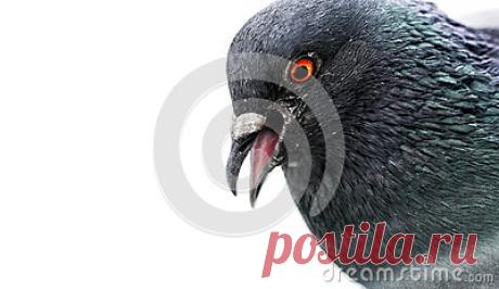 Stock Photos, Royalty-Free Images & Video Footage By Dreamstime Stock Photography