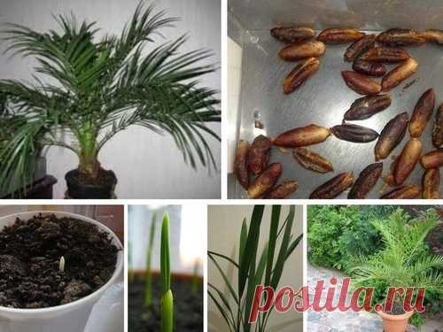 🌴ХОТИТЕ ВЫРАСТИТЬ ИЗ КОСТОЧКИ НАСТОЯЩУЮ ФИНИКОВУЮ ПАЛЬМУ?🌴