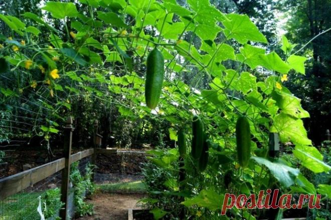 СЕКРЕТЫ БОЛЬШОГО УРОЖАЯ ОГУРЦОВ