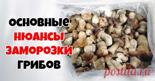 Как заморозить грибы на зиму: 3 способа | Полезные советы на все случаи жизни