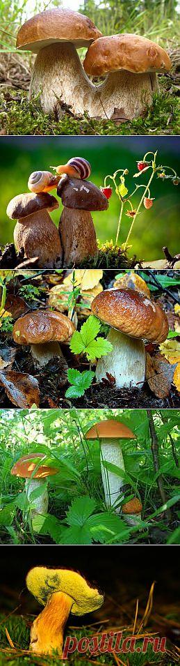 (+1) тема - ЛЕС И ЕГО БОГАТСТВА | Фотоискусство