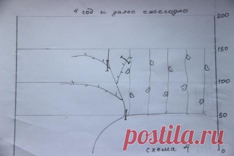 Осенняя обрезка винограда