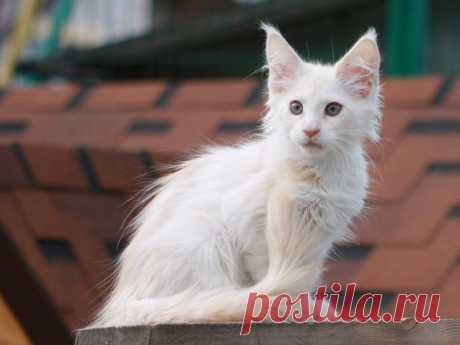 IMPERIAL COON - помёт - Q - дети Мёда и Хиллари - Страница 3