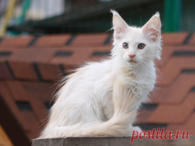 IMPERIAL COON - помёт - Q - дети Мёда и Хиллари - Страница 3