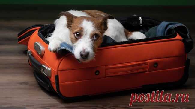 В Калининградской области появились отели Pet-friendly