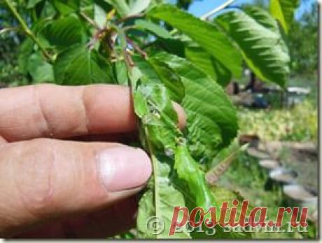 Листовёртка - как бороться?.