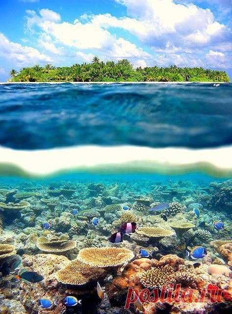 Ближе к морю! Коралловый риф у берегов Таити