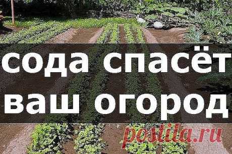 Сода спасёт ваш огород.
