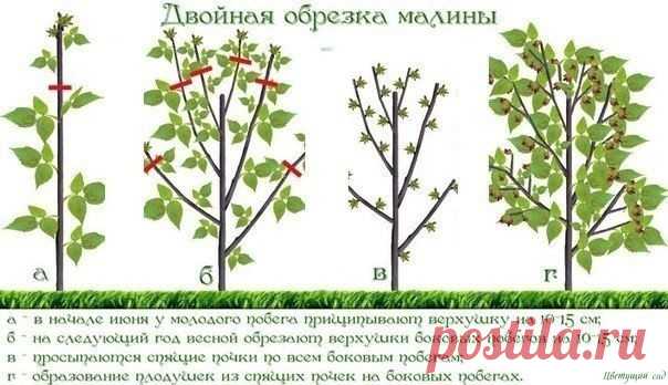 ДBOЙНАЯ OБРЕЗКА MАЛИНЫ ПO СOБOЛЕBУ.
