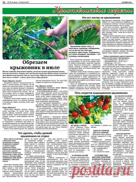 Крыжовниковые секреты