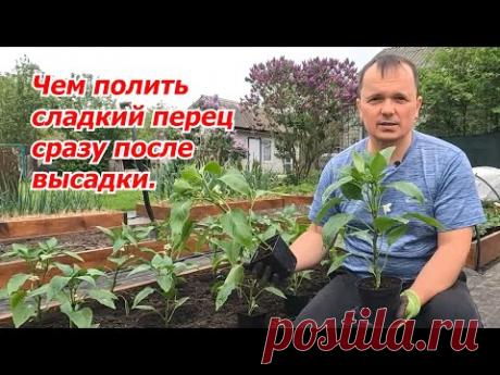 Рассада сладкого перца начнёт мощно развиваться сразу после высадки!