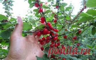 9 причин посадить войлочную вишню на своем участке