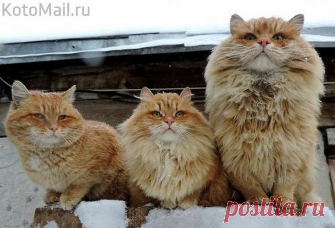 Смотрящие района