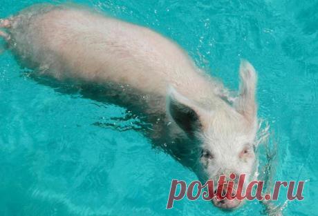 морские свиньи