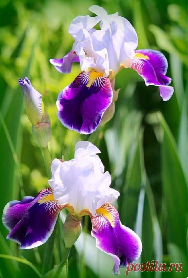 Пин на доске яИРИСИКИ