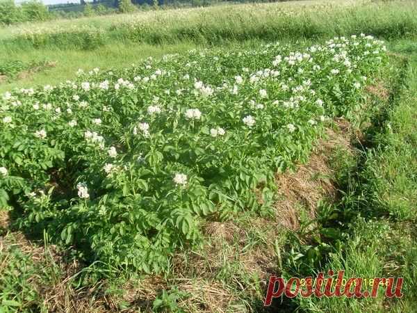 Картошка под сеном в разных регионах