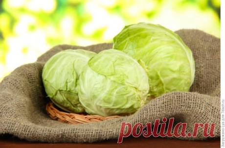 Самый простой способ как сохранить капусту свежей в погребе до следующего лета